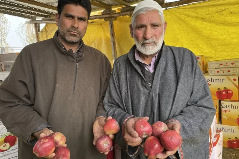 Why You May Not Get Kashmir’s Famed Apples Easily