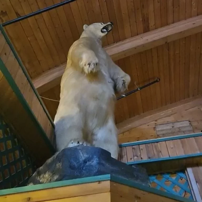 Massive Taxidermy Polar Bear Stolen In Bizarre Canadian Heist
