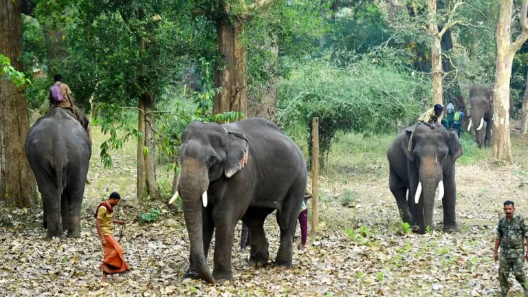 India Kerala: Protests Rock Wayanad After Elephant Attack Deaths