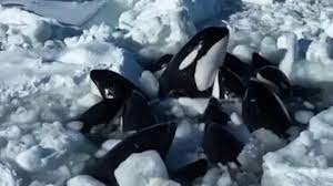 Trapped Orcas Escape From Drift Ice Near Japan
