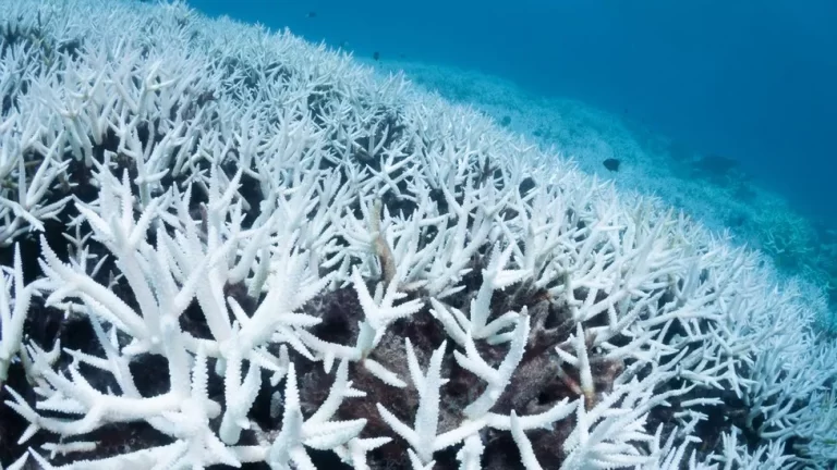 Great Barrier Reef: New mass bleaching event hits World Heritage site