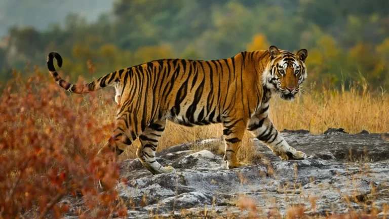 How NASA And Google Earth Are Helping Save Tigers